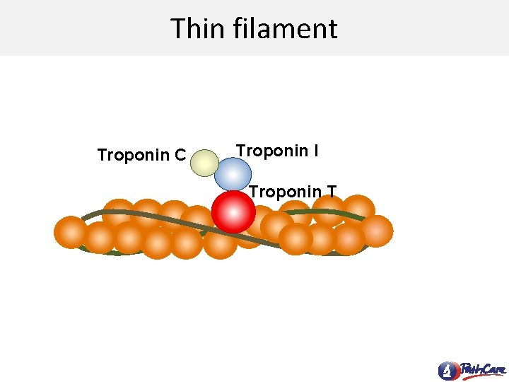 Thin filament Troponin C Troponin I Troponin T 