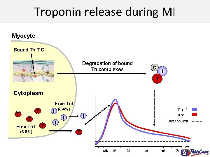 Troponin release during MI Myocyte Bound Tn TIC Degradation of bound Tn complexes C