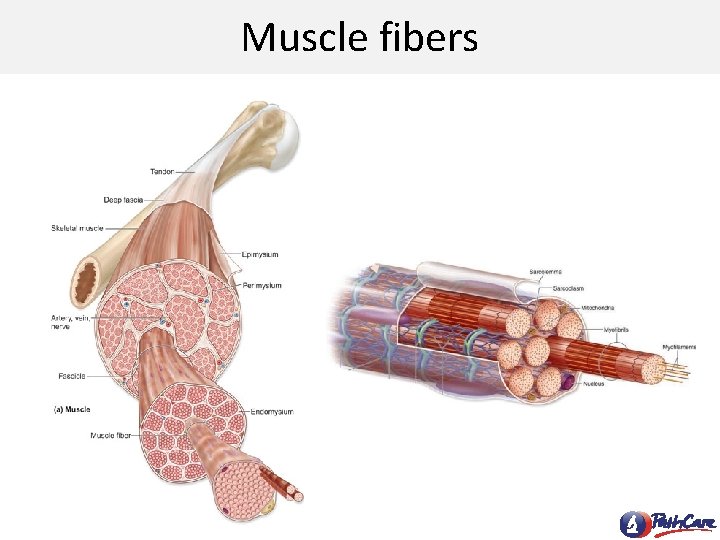 Muscle fibers 