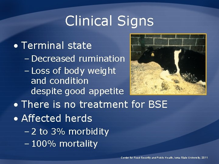 Clinical Signs • Terminal state – Decreased rumination – Loss of body weight and