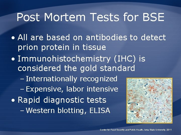 Post Mortem Tests for BSE • All are based on antibodies to detect prion