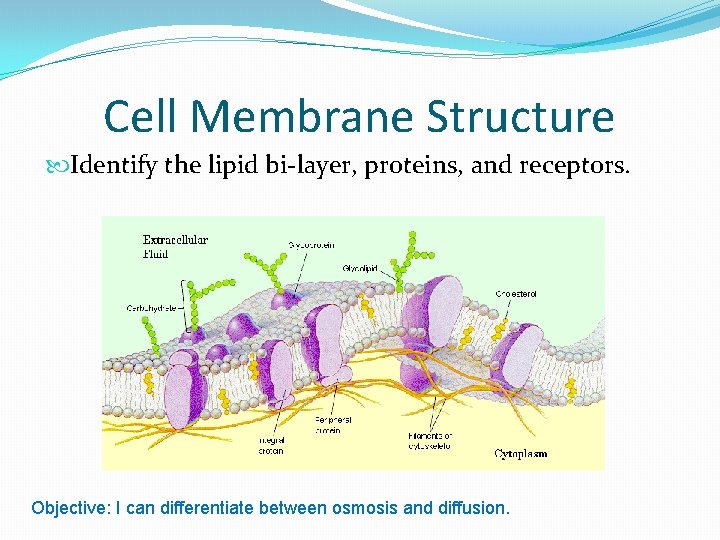 Cell Membrane Structure Identify the lipid bi-layer, proteins, and receptors. Objective: I can differentiate