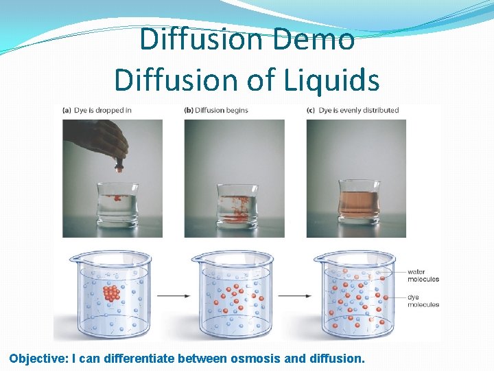 Diffusion Demo Diffusion of Liquids Objective: I can differentiate between osmosis and diffusion. 
