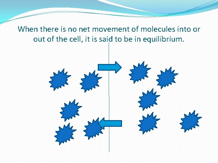 When there is no net movement of molecules into or out of the cell,