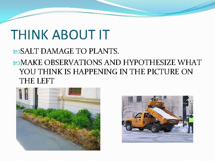 THINK ABOUT IT SALT DAMAGE TO PLANTS. MAKE OBSERVATIONS AND HYPOTHESIZE WHAT YOU THINK