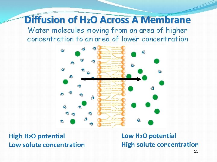 Diffusion of H 2 O Across A Membrane Water molecules moving from an area
