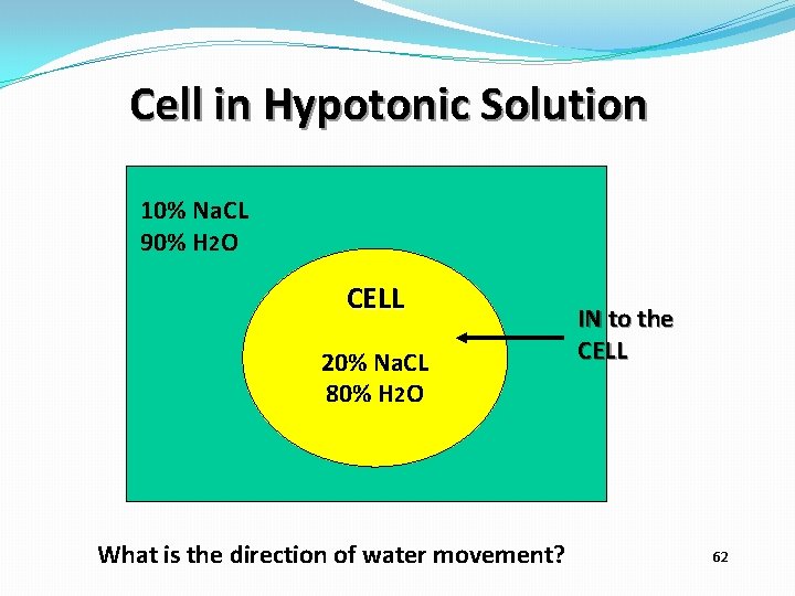 Cell in Hypotonic Solution 10% Na. CL 90% H 2 O CELL 20% Na.