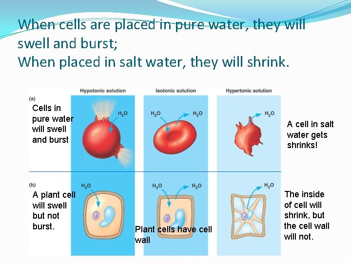 When cells are placed in pure water, they will swell and burst; When placed