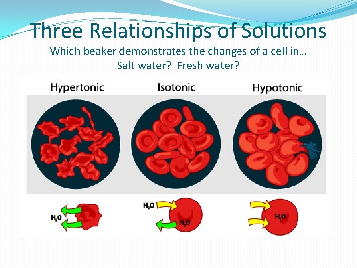 Three Relationships of Solutions Which beaker demonstrates the changes of a cell in… Salt