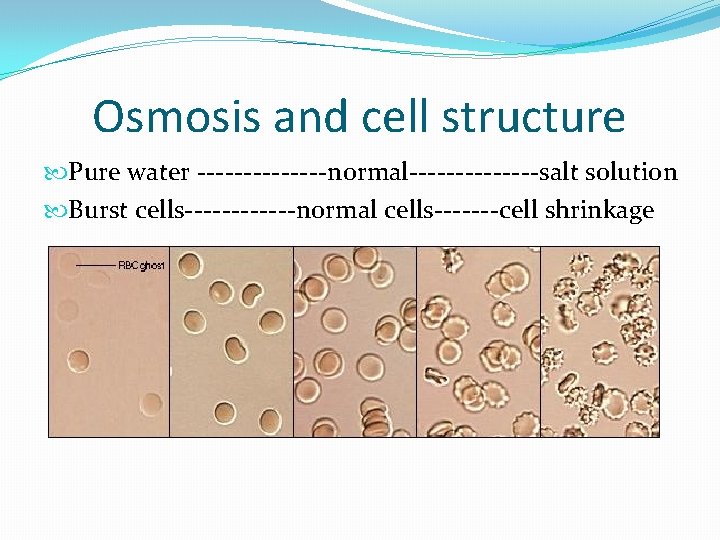 Osmosis and cell structure Pure water -------normal-------salt solution Burst cells------normal cells-------cell shrinkage 