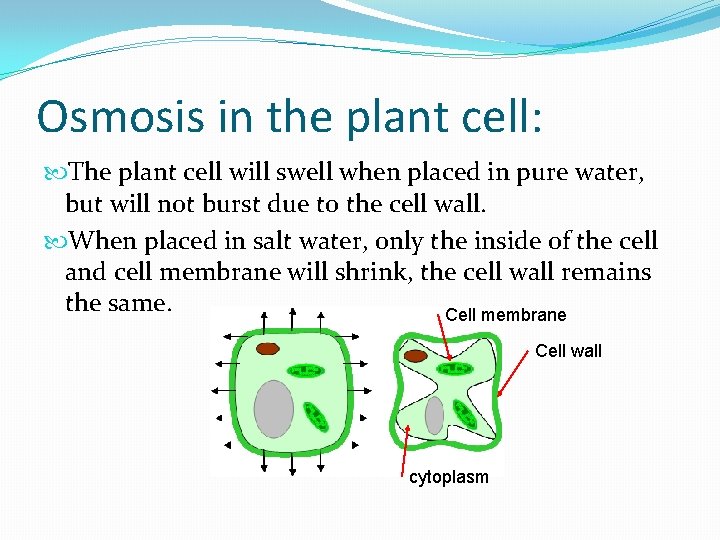 Osmosis in the plant cell: The plant cell will swell when placed in pure