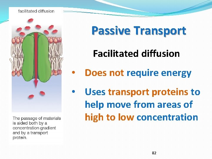 Passive Transport Facilitated diffusion • Does not require energy • Uses transport proteins to