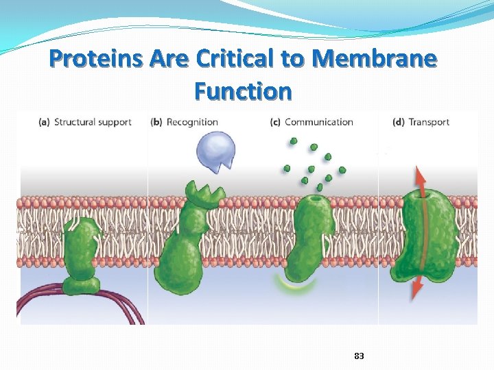 Proteins Are Critical to Membrane Function 83 
