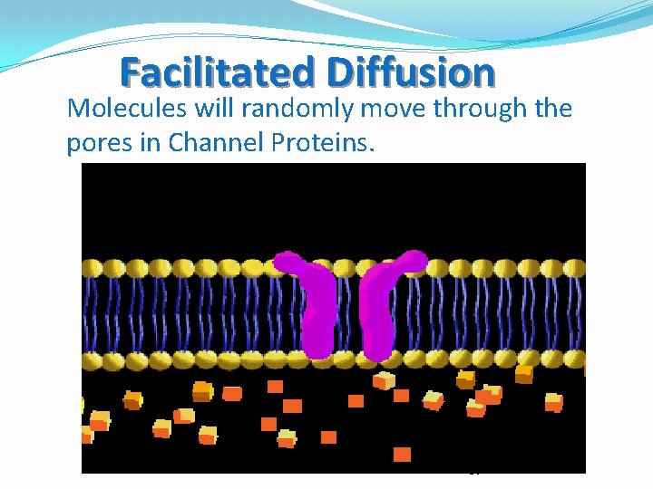Facilitated Diffusion Molecules will randomly move through the pores in Channel Proteins. 84 