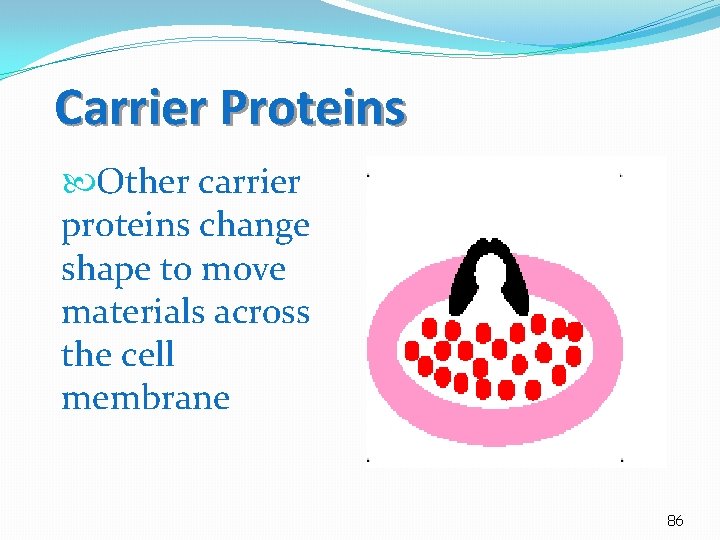 Carrier Proteins Other carrier proteins change shape to move materials across the cell membrane