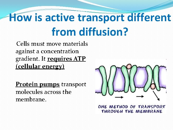 How is active transport different from diffusion? Cells must move materials against a concentration