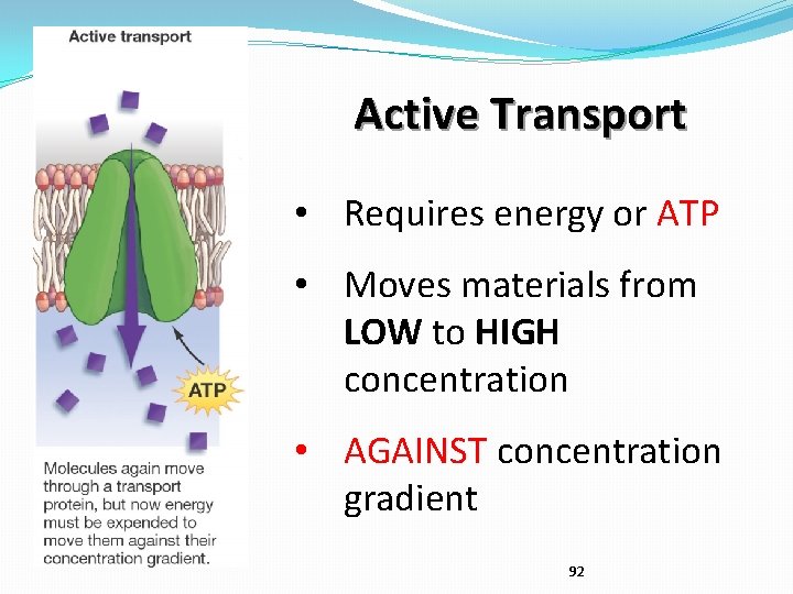Active Transport • Requires energy or ATP • Moves materials from LOW to HIGH