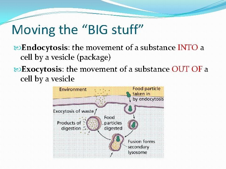 Moving the “BIG stuff” Endocytosis: the movement of a substance INTO a cell by