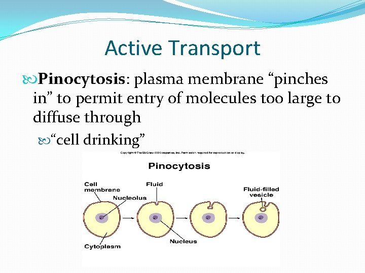 Active Transport Pinocytosis: plasma membrane “pinches in” to permit entry of molecules too large