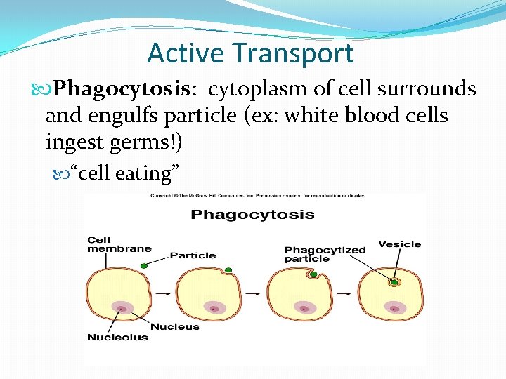 Active Transport Phagocytosis: cytoplasm of cell surrounds and engulfs particle (ex: white blood cells
