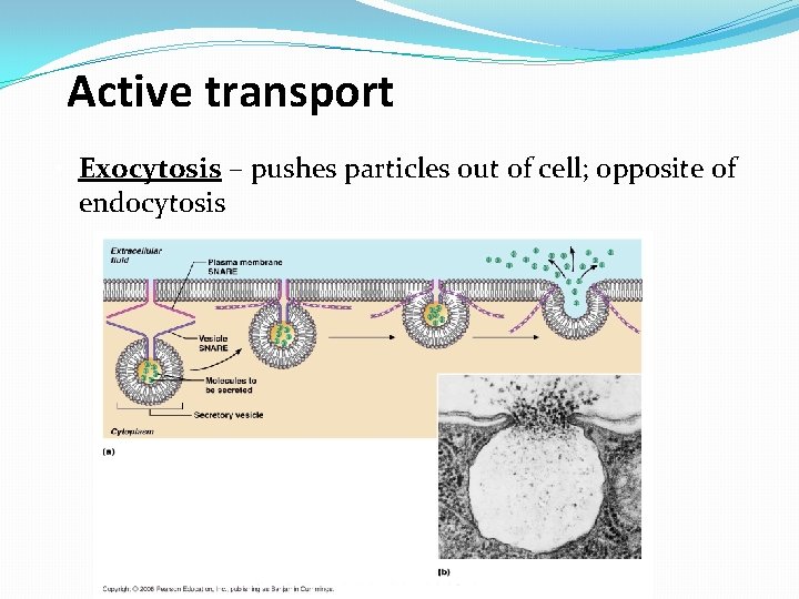 Active transport • Exocytosis – pushes particles out of cell; opposite of endocytosis 
