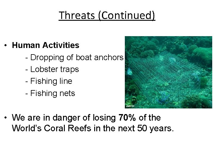 Threats (Continued) • Human Activities - Dropping of boat anchors - Lobster traps -