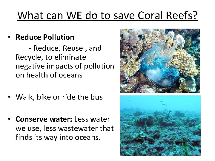 What can WE do to save Coral Reefs? • Reduce Pollution - Reduce, Reuse