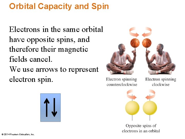 Orbital Capacity and Spin Electrons in the same orbital have opposite spins, and therefore