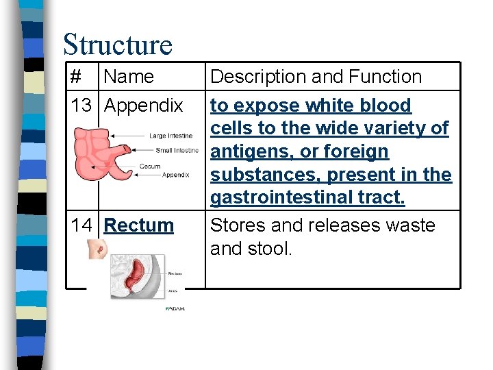 Structure # Name 13 Appendix 14 Rectum Description and Function to expose white blood