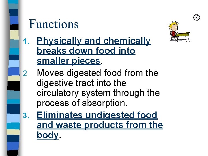 Functions Physically and chemically breaks down food into smaller pieces. 2. Moves digested food