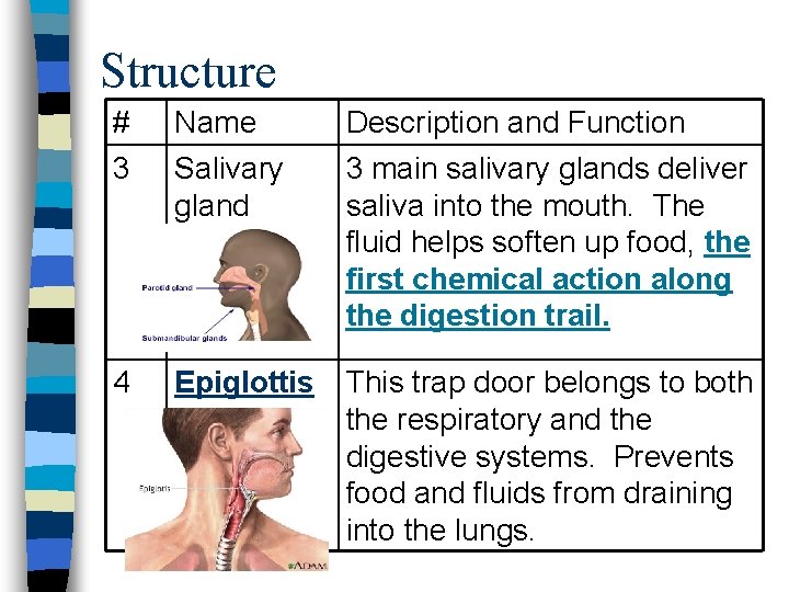 Structure # Name Description and Function 3 Salivary gland 3 main salivary glands deliver
