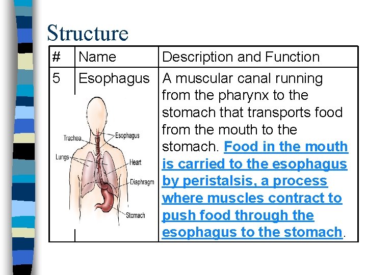 Structure # 5 Name Description and Function Esophagus A muscular canal running from the