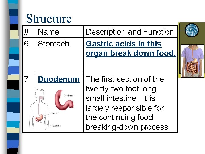Structure # 6 Name Stomach Description and Function Gastric acids in this organ break