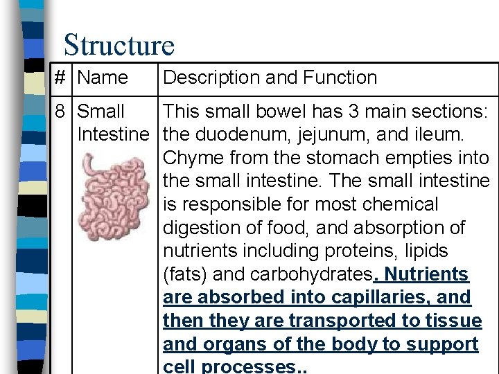 Structure # Name Description and Function 8 Small This small bowel has 3 main