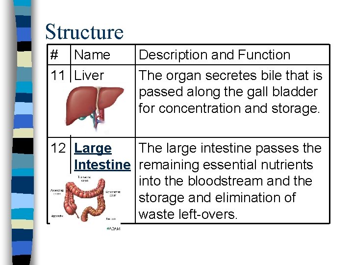 Structure # Name 11 Liver Description and Function The organ secretes bile that is