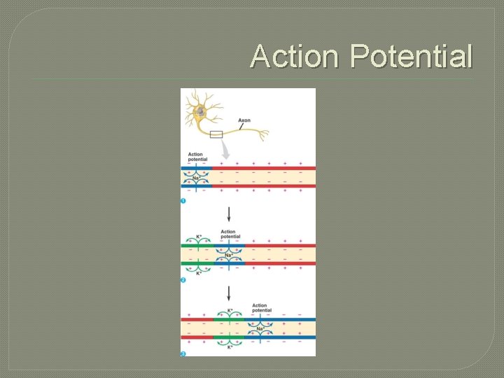 Action Potential 