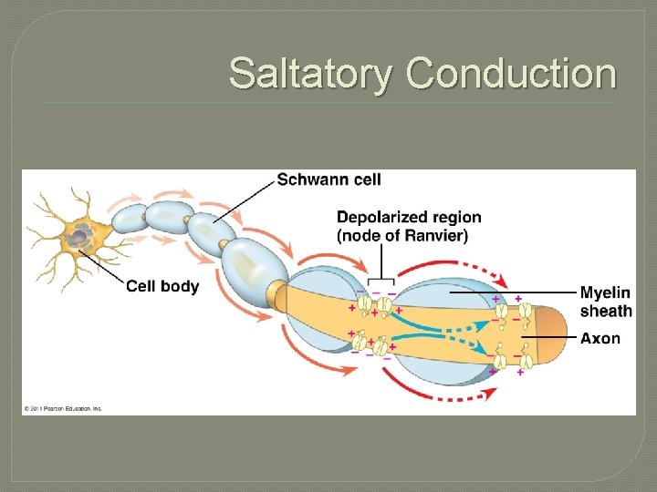Saltatory Conduction 