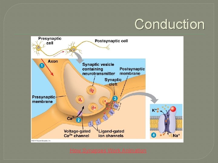 Conduction How Synapses Work Animation 
