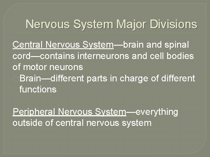 Nervous System Major Divisions Central Nervous System—brain and spinal cord—contains interneurons and cell bodies