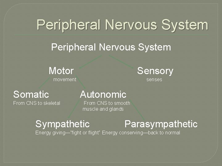 Peripheral Nervous System Motor Sensory movement Somatic From CNS to skeletal senses Autonomic From