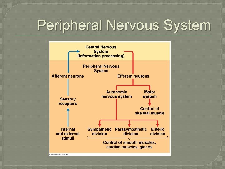Peripheral Nervous System 
