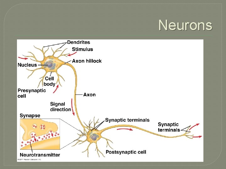 Neurons 