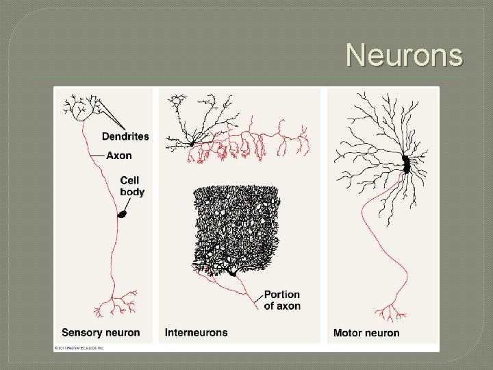 Neurons 