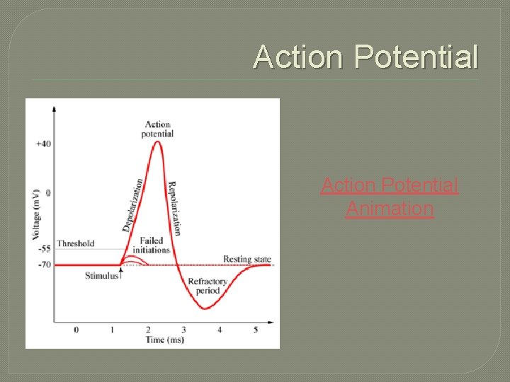 Action Potential Animation 