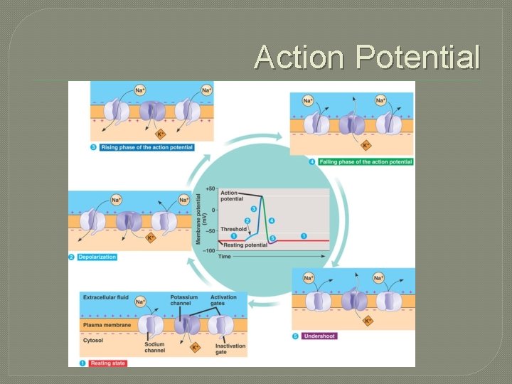 Action Potential 