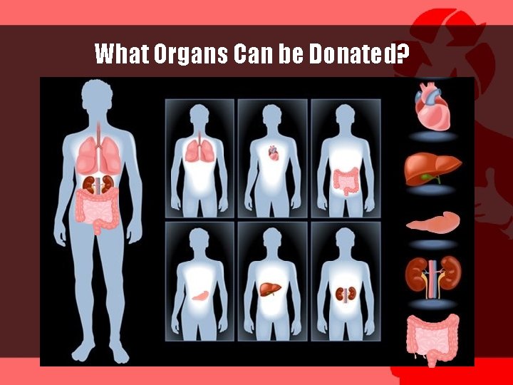 What Organs Can be Donated? 