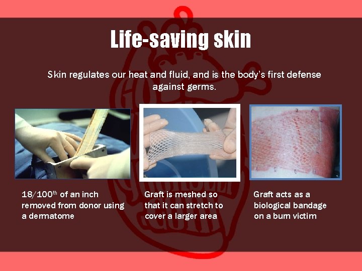Life-saving skin Skin regulates our heat and fluid, and is the body’s first defense
