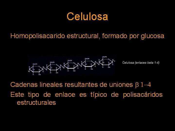 Celulosa Homopolisacarido estructural, formado por glucosa Cadenas lineales resultantes de uniones b 1 -4