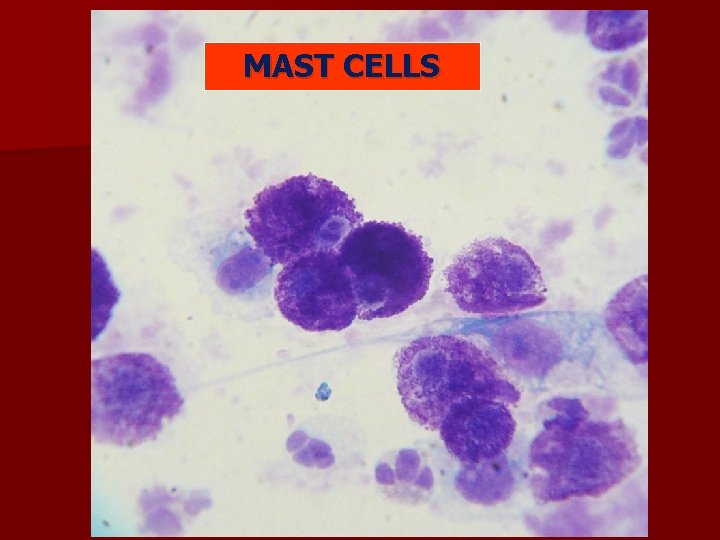 MAST CELLS MAST CELLS