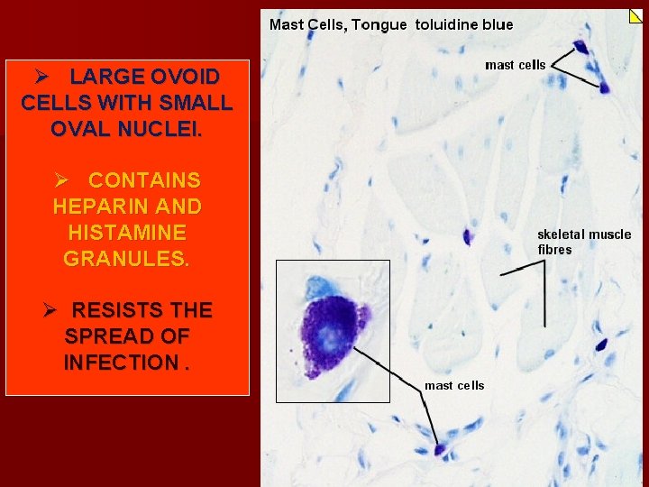 Ø LARGE OVOID CELLS WITH SMALL OVAL NUCLEI. Ø CONTAINS HEPARIN AND HISTAMINE GRANULES. Ø LARGE OVOID CELLS WITH SMALL OVAL NUCLEI. Ø CONTAINS HEPARIN AND HISTAMINE GRANULES.